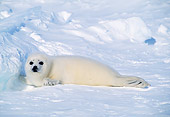 SEA 06 RW0005 01
Harp Seal Pup On Ice Pack