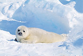 SEA 06 RW0006 01
Harp Seal Pup On Ice Pack