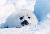 SEA 06 RW0007 01
Harp Seal Pup On Ice Pack