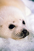 SEA 06 SM0004 01
Portrait Of Harp Seal Pup Resting On Ice Gulf Of St Lawrence (Phoca groenlandica) Quebec