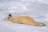 SEA 06 SM0021 01
2 Or 3 Day Old Harp Seal Pup With Umbilical Cord Showing (Phoca groenlandica) Quebec