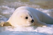 SEA 06 SM0024 01
3 Or 4 Day Old Harp Seal Resting On Ice Gulf Of St Lawrence (Phoca groenlandica) Quebec