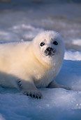 SEA 06 SM0026 01
3 Or 4 Day Old Harp Seal Resting On Ice Gulf Of St Lawrence (Phoca groenlandica) Quebec