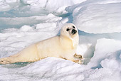 SEA 06 SM0032 01
3 Or 4 Day Old Harp Seal Pup Resting On Ice Gulf Of St Lawrence (Phoca groenlandica) Quebec