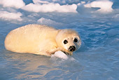 SEA 06 SM0036 01
2 Or 3 Day Old Harp Seal Resting On Ice Gulf Of St Lawrence (Phoca groenlandica) Quebec