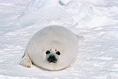 SEA 06 SM0050 01
Harp Seal Pup Laying On Snow Looking At Camera
