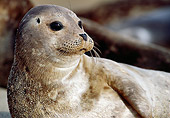 SEA 07 MC0001 01
Portrait Of Harbor Seal California