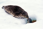 SEA 07 TL0001 01
Harbor Seal Mother Laying On Snow Nose-To-Nose With Pup In Hole