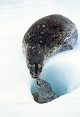 SEA 07 TL0002 01
Harbor Seal Mother Checking On Pup In Hole In Snow