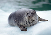 SEA 07 TL0003 01
Portrait Of Harbor Seal Resting On Snow At Water's Edge