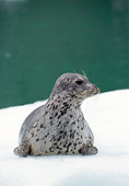 SEA 07 TL0004 01
Portrait Of Harbor Seal Resting On Snow