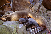 SEA 08 TL0001 01
Northern Fur Seal Mother Laying On Rock With Pup