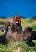 SEA 08 TL0002 01
Northern Fur Seal Barking On Beach