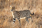 SER 01 MC0001 01
Serval Hunting In Grasses Masai Mara, Kenya