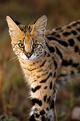 SER 01 MC0002 01
Portrait Of Serval In Masai Mara Game Reserve, Kenya