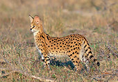 SER 01 MH0001 01
Serval Standing Alert In Savanna South Africa
