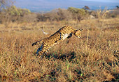 SER 01 MH0002 01
Serval Running Through Savanna South Africa