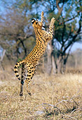 SER 01 MH0003 01
Serval Leaping Into Air On Savanna South Africa