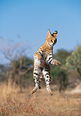 SER 01 MH0004 01
Serval Leaping Into Air On Savanna South Africa