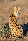 SER 01 MH0005 01
Serval Sitting On Savanna Looking Back South Africa
