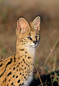 SER 01 MH0006 01
Portrait Of Serval Sitting On Savanna Africa