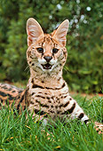SER 01 RK0005 01
Close Up Head Shot Of Serval Laying On Grass Facing Camera Mouth Open