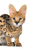SER 01 RK0035 02
Close Up Head Shot Of Serval Facing Camera On White Seamless