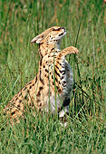 SER 01 RK0040 17
Serval Standing In Tall Grass