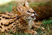 SER 01 RK0006 01
Close Up Profile Shot Of Serval Laying On Grass Growling Looking Up