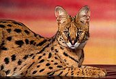 SER 01 RK0013 04
Close Up Shot Of Serval Laying Down Sideways Facing Camera Sunset Background