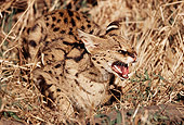 SER 01 RK0017 03
Serval Laying In Tall Dry Grass Snarling