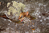 SER 01 RK0042 01
Head Shot Of Serval By Rocks