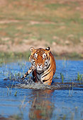TGR 01 GL0001 01
Bengal Tiger Splashing Through Water