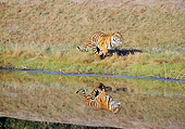 TGR 01 GL0003 01
Bengal Tiger Running Along Edge Of Water