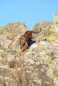 TGR 01 GL0009 01
Bengal Tiger Running Down Cliffside