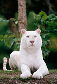 TGR 01 GR0004 01
Portrait Of White Bengal Tiger Laying On Grass