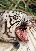 TGR 01 LS0007 01
Head Shot Of White Bengal Tiger Roaring