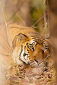 TGR 01 MC0001 01
Portrait Of Bengal Tiger Bandhavgarh National Park In Madhya Pradesh, India