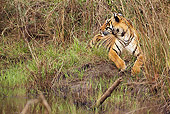 TGR 01 MC0002 01
Bengal Tiger Laying In Grass Kanha National Park In Madhya Pradesh, India