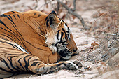 TGR 01 MC0006 01
Close-Up Of Bengal Tiger Male In Bandhavgarh National Park, India