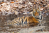 TGR 01 MC0008 01
Young Bengal Tiger Swimming In Bandhavgarh National Park, India