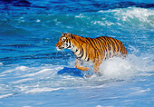 TGR 01 RK0007 05
Bengal Tiger Running And Splashing In Ocean