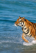TGR 01 RK0038 06
Bengal Tiger