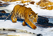 TGR 01 RK0148 07
Bengal Tiger Walking On Snow By Rocks And Water