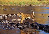 TGR 01 RK0208 02
Bengal Tiger Cub Standing On Rocks In Water