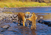 TGR 01 RK0215 12
Bengal Mom And Cub Playing Together In Water By Rocks