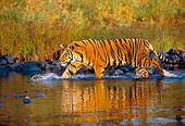 TGR 01 RK0233 10
Profile Shot Of Bengal Tiger Walking In Water