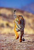 TGR 01 RK0295 30
Bengal Tiger Sarah Running On Dirt