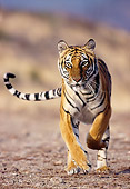 TGR 01 RK0303 29
Bengal Tiger Running Towards Camera