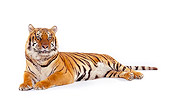 TGR 01 RK0318 03
Bengal Tiger Laying On White Seamless